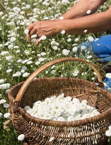 PACK TISANE BIO GRAND CRU MAITRE TISANIER PACK TISANE BIO GRAND CRU MAITRE TISANIER